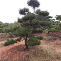 河南黑松苗