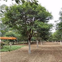 河南大叶女贞基地
