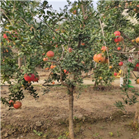 焦作石榴树苗基地