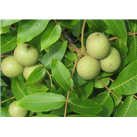 河南核桃苗种植供应