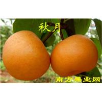 河南秋月梨苗