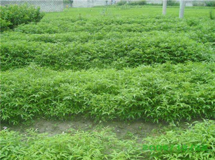 武陟花椒苗基地