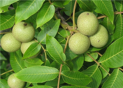 河南核桃苗种植供应