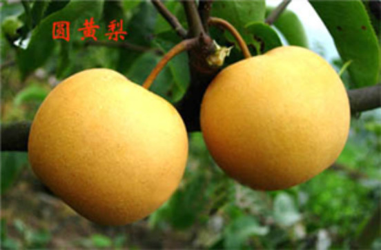 河南圆黄梨苗