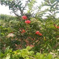 河南石榴树苗