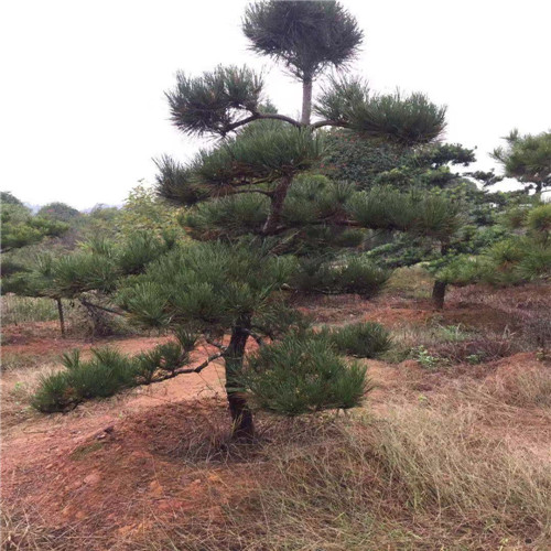 河南黑松苗
