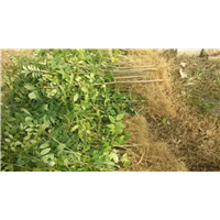 河南花椒苗基地