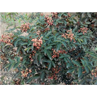 河南花椒苗供应