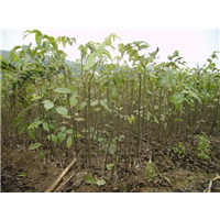 武陟核桃苗基地