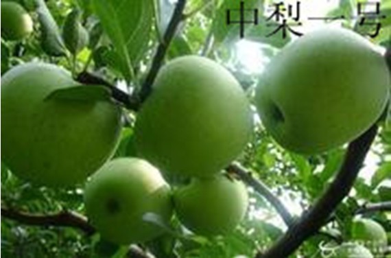 河南中梨一号苗