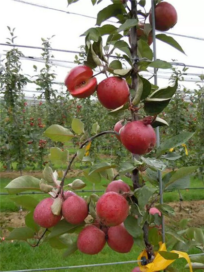 河南苹果苗基地直销