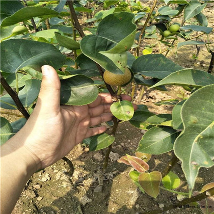 焦作梨树苗批发价格