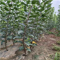 焦作苹果苗基地