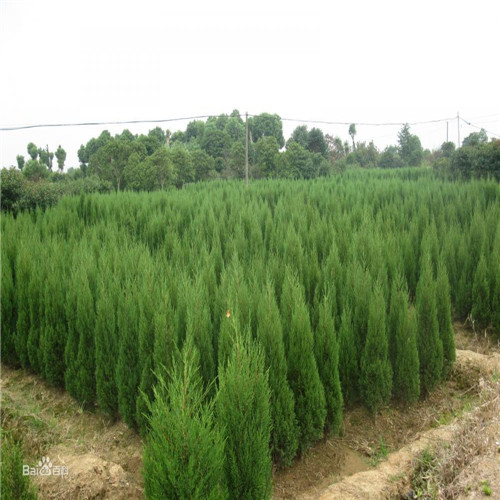 河南蜀桧基地