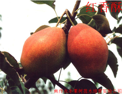 河南红香酥梨苗