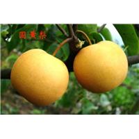 河南圆黄梨苗
