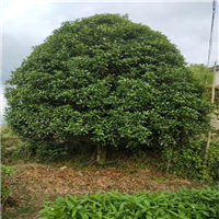 焦作桂花树苗