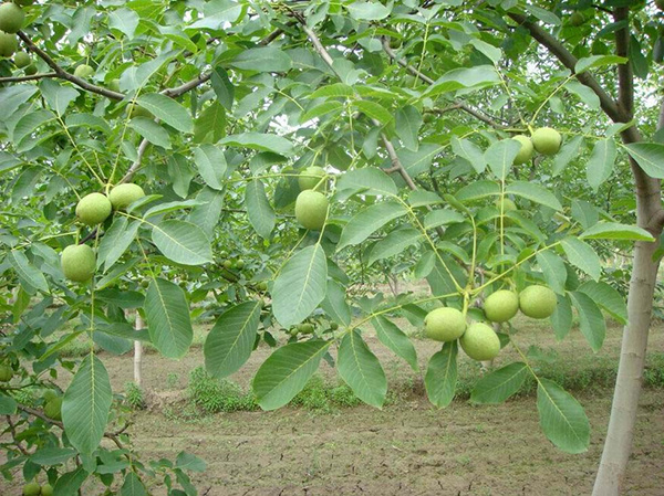 河南辽核1号核桃