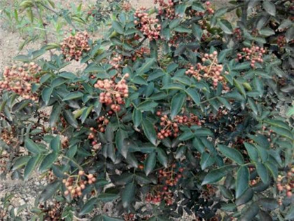 河南花椒苗供应