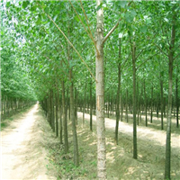 河南速生杨基地