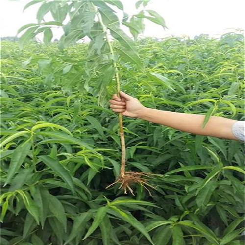 河南桃树苗批发