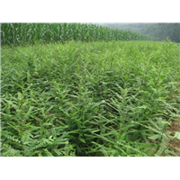焦作国槐种植基地