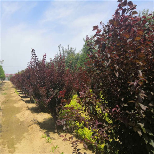 河南红叶李批发
