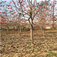 武陟苹果苗种植