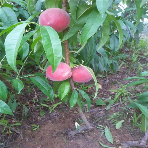 焦作桃树苗
