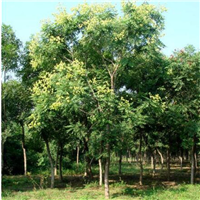 河南栾树