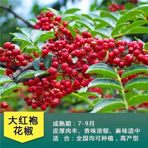 河南花椒苗