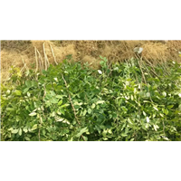 武陟花椒苗批发价格