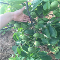 焦作核桃苗批发价格