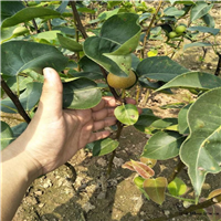 焦作梨树苗批发价格