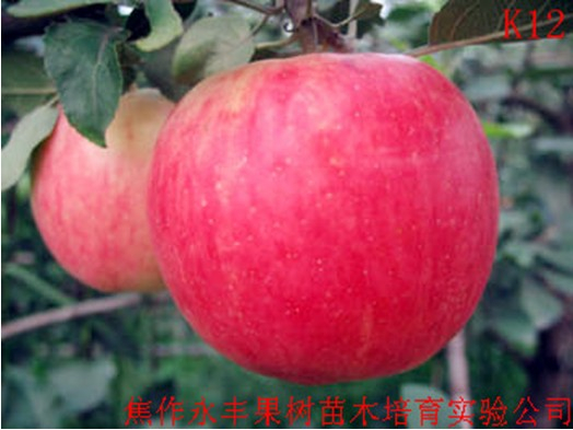 河南K12苹果苗