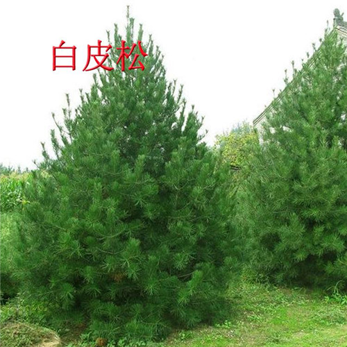 焦作白皮松批发