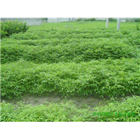 武陟花椒苗基地