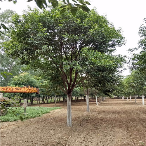 河南大叶女贞基地