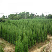 河南蜀桧基地