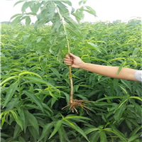 河南桃树苗批发