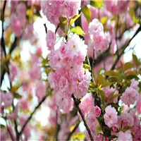 武陟樱花苗