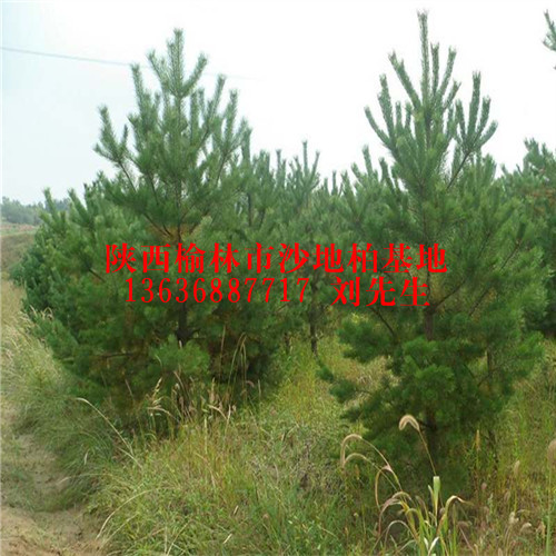 大量供应樟子松树苗|陕西樟子松树苗批发|陕西樟子松树苗基地 