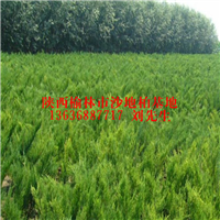 陕西大量沙地柏&陕西沙地柏苗木&陕西榆林沙地柏基地 