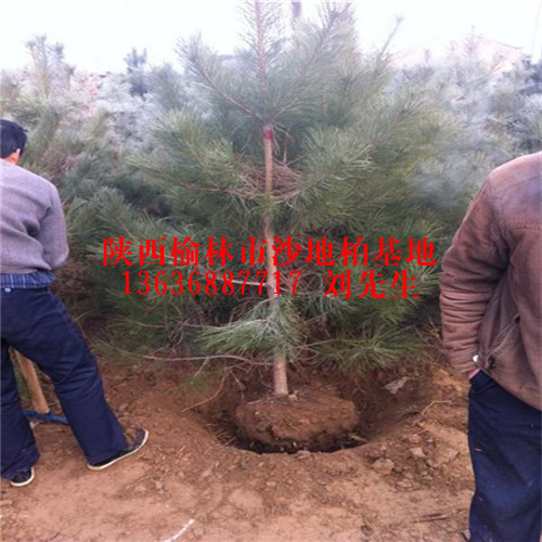 低价出售沙地柏、陕西榆林沙地柏、陕西榆林沙地柏批发 