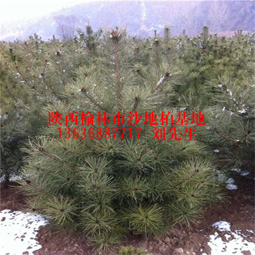 榆林沙地柏欢迎大家来订购！榆林沙地柏出售、榆林沙地柏种植基地 