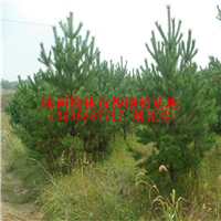 大量供应樟子松树苗|陕西樟子松树苗批发|陕西樟子松树苗基地 