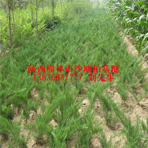 60公分沙地柏|陕西榆林沙地柏|陕西**的沙地柏种植基地 