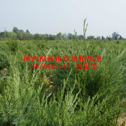 出售1.5米樟子松-陕西樟子松-陕西榆林樟子松基地 