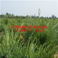 出售1.5米樟子松-陕西樟子松-陕西榆林樟子松基地 