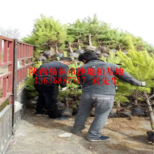 1.5米樟子松装车现场 